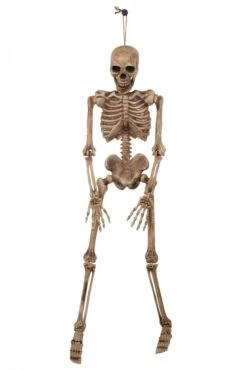 Skeleton